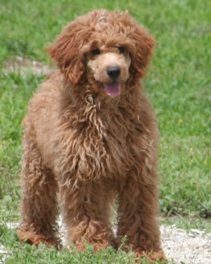 Miniature poodle puppy
